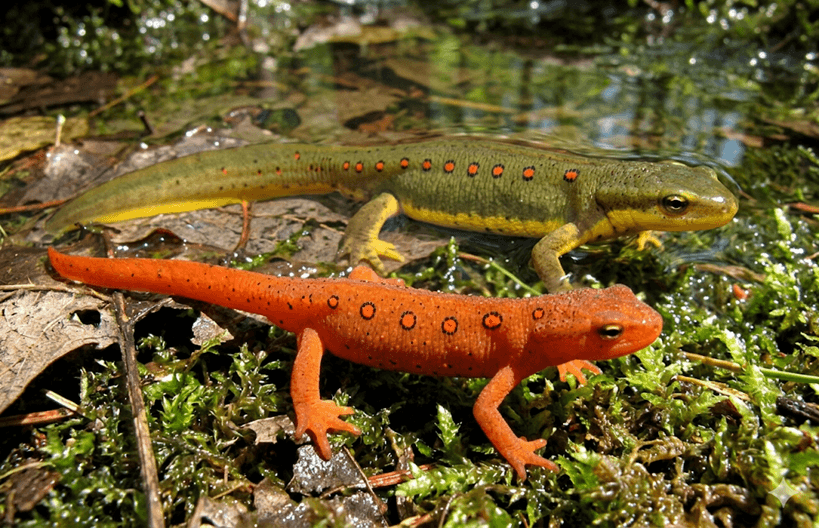 Red-spotted Newt